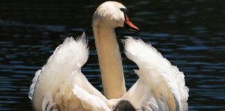 Czy są foteliki powyżej 36 kg?